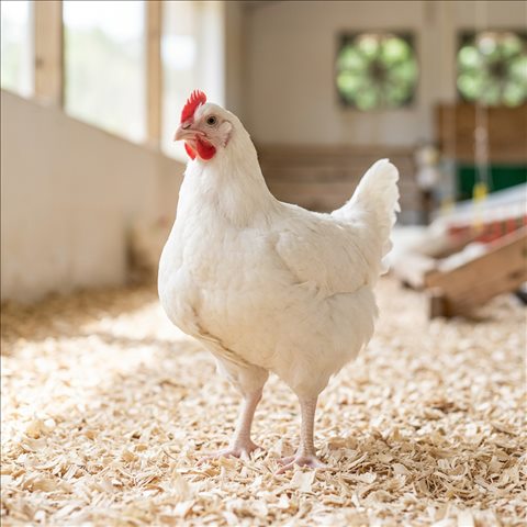 Poulet de chair